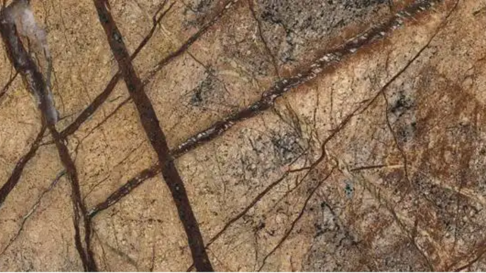 Rain Forest brown